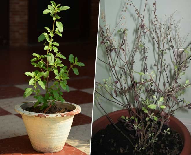 तुलसी की जड़ से करे ये उपाय ,घर में आयेगी खुशहाली…